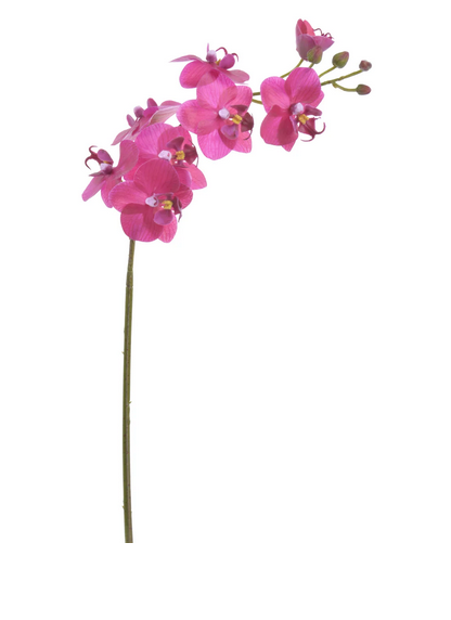 24" Phalaenopsis Stem (2-Colors)