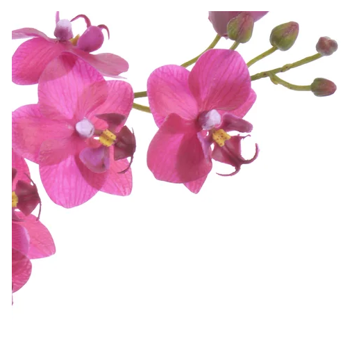 24" Phalaenopsis Stem (2-Colors)