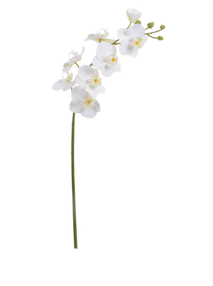 24" Phalaenopsis Stem (2-Colors)