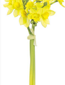 Yellow Narcissus Bundle