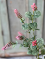 35" Yarrow Bud Stem (4-Colors)