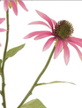 29" Pink Rudbeckia Spray