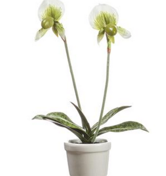 15" Lady's Slipper Orchid Plant in Container