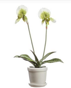 15" Lady's Slipper Orchid Plant in Container