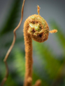 Forest Fern Bush w/ Fronds