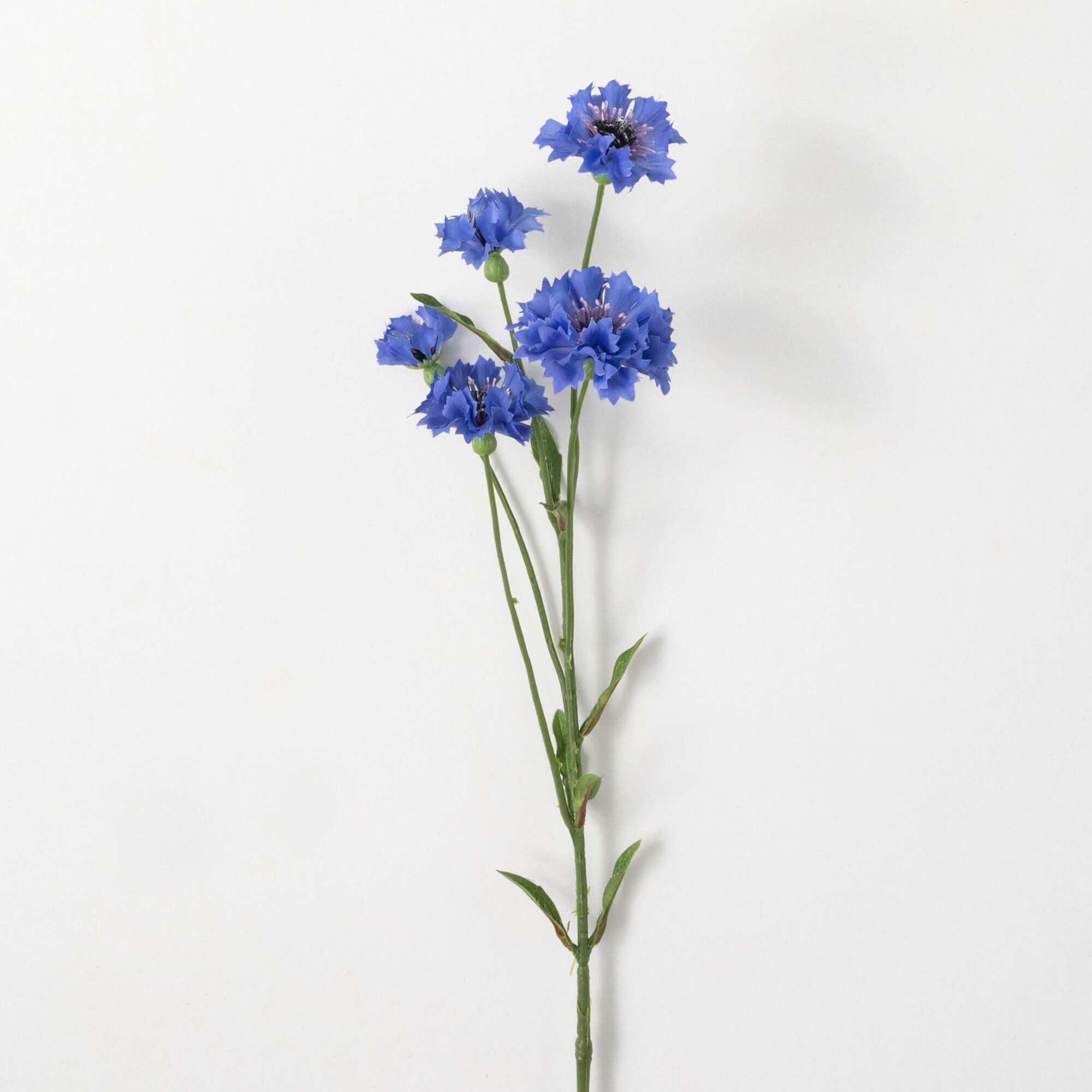 Garden Cornflower Spray