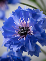 Garden Cornflower Spray