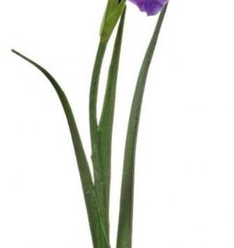 25" Dutch Iris (2-Colors)