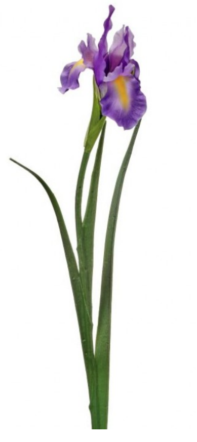 25" Dutch Iris (2-Colors)