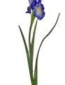 25" Dutch Iris (2-Colors)