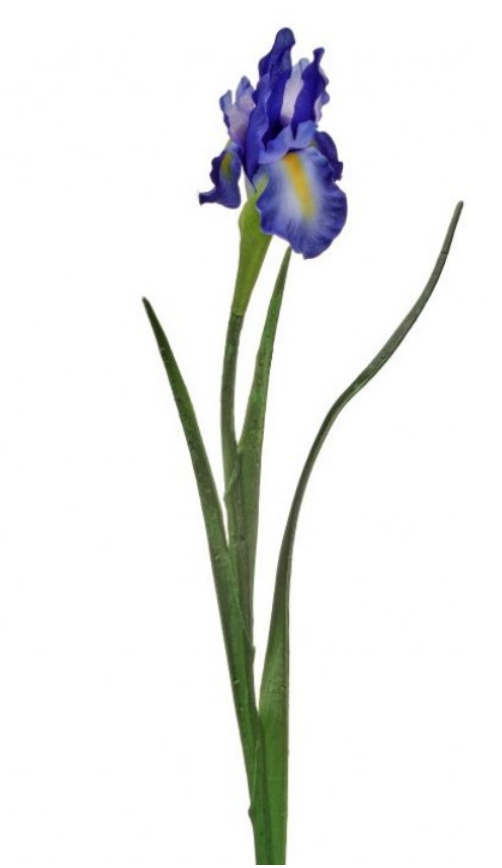 25" Dutch Iris (2-Colors)