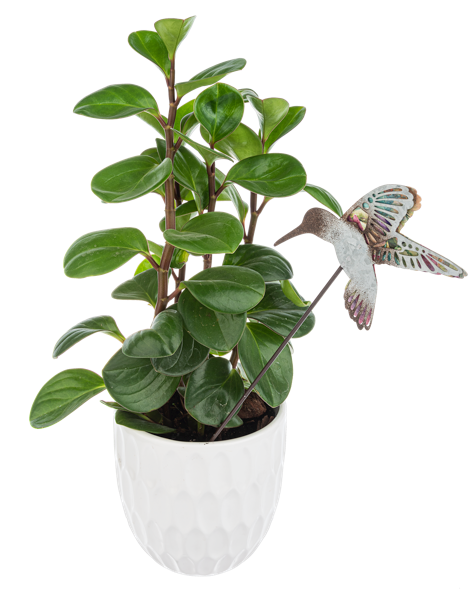 Layered Hummingbird Plant Pick (3-Styles)