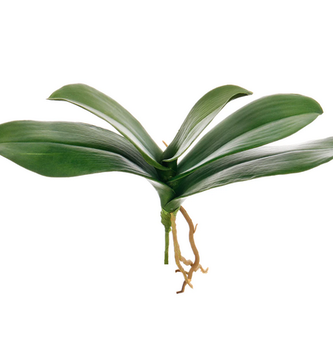Natural Touch Orchid Foliage Pick w/ Roots