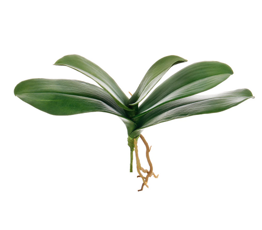 Natural Touch Orchid Foliage Pick w/ Roots