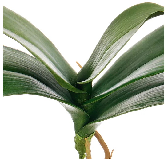 Natural Touch Orchid Foliage Pick w/ Roots