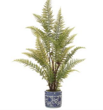 Leather Leaf Fern in Ceramic Container