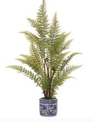 Leather Leaf Fern in Ceramic Container