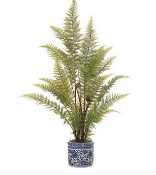 Leather Leaf Fern in Ceramic Container