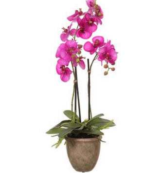 27" Potted Phalaenopis Orchid Plant Fuschia