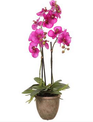 27" Potted Phalaenopis Orchid Plant Fuschia