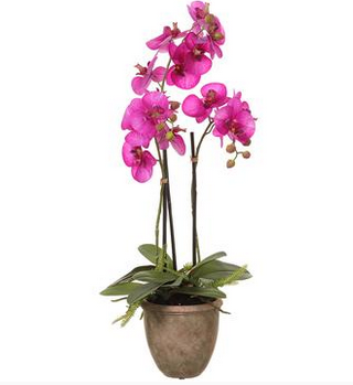 27" Potted Phalaenopis Orchid Plant Fuschia