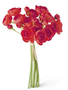 11" Red Ranunculus Bundle
