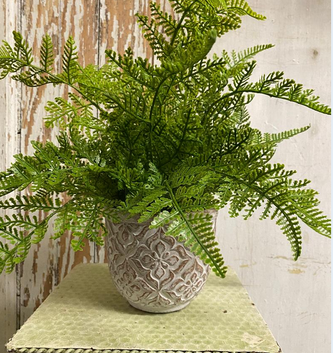 Custom Lace Fern in Round Container