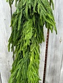 6-ft x 16" Natural Touch Norfolk Pine Garland