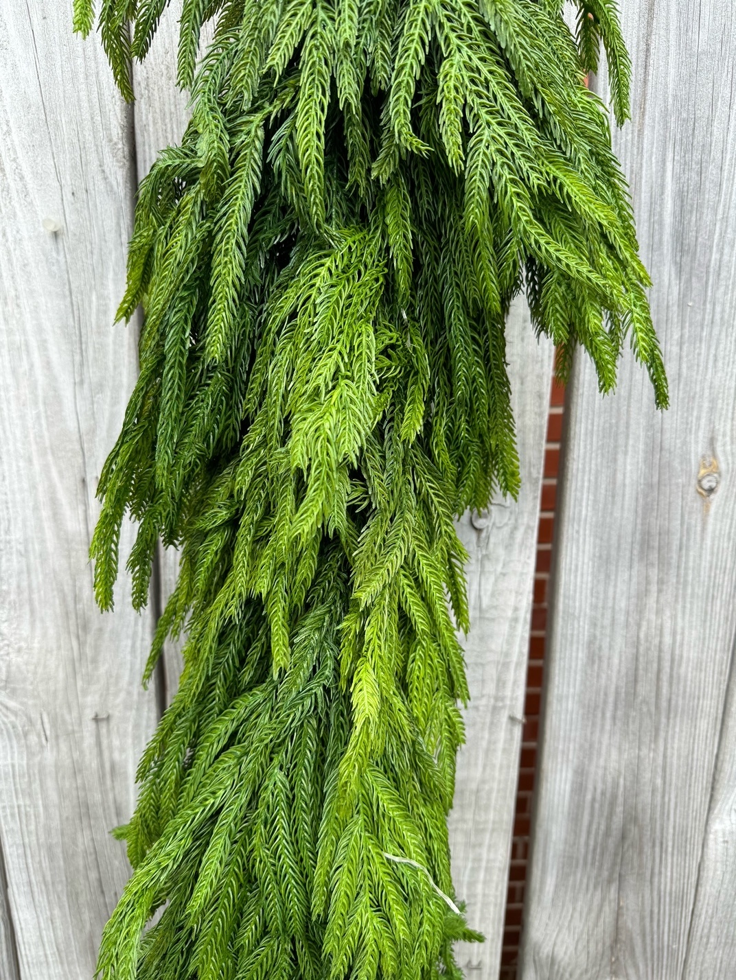 6-ft x 16" Natural Touch Norfolk Pine Garland