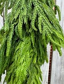 6-ft x 16" Natural Touch Norfolk Pine Garland