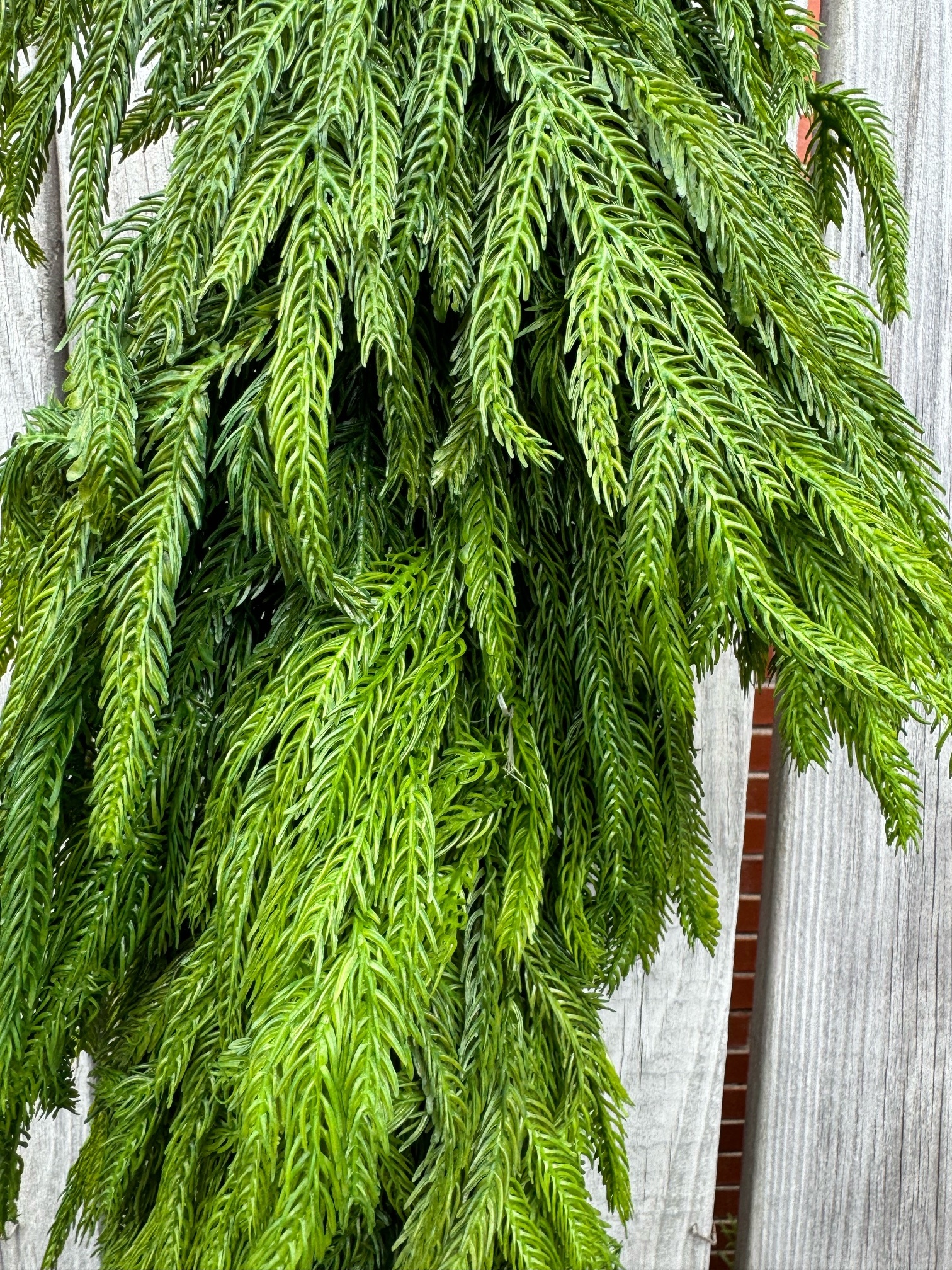 6-ft x 16" Natural Touch Norfolk Pine Garland
