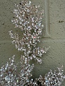 Champagne Beaded Pearl Leaf Spray