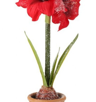 Frosted Potted Mini Amaryllis (3-Styles)