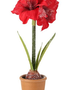 Frosted Potted Mini Amaryllis (3-Styles)