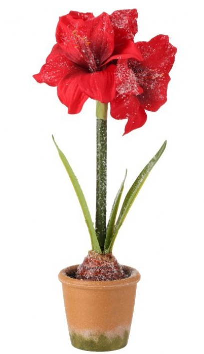 Frosted Potted Mini Amarylis (3-Styles)