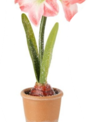 Frosted Potted Mini Amarylis (3-Styles)