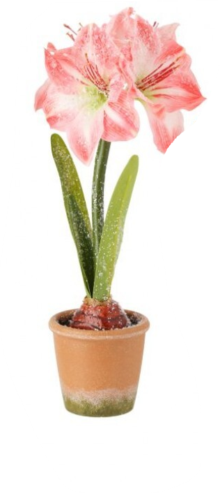 Frosted Potted Mini Amarylis (3-Styles)