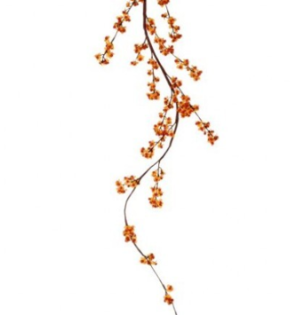 83" Wild Bittersweet Vine