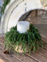 Trailing Cedar Candle Ring