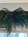 8' Norfolk Pine Garland
