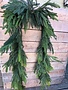 8' Norfolk Pine Garland