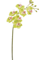 24" Phalaenopsis Stem (2-Colors)