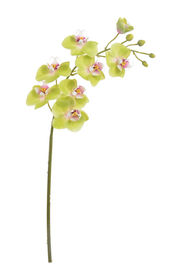 24" Phalaenopsis Stem (2-Colors)