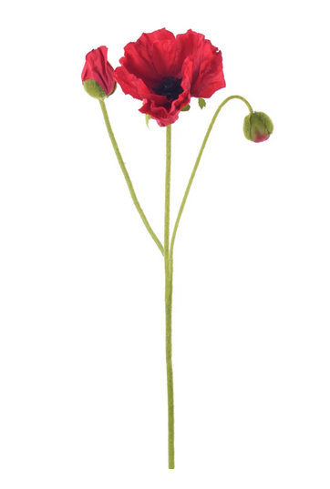 Red Poppy with Bud