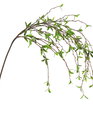 Wild Leaf Spray