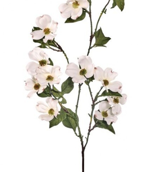 North American Dogwood Spray