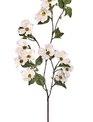 North American Dogwood Spray