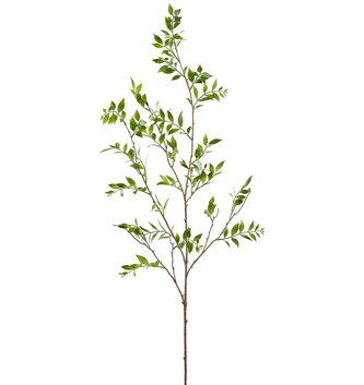 Podocarpus Leaf Spray