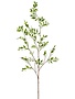 Podocarpus Leaf Spray