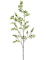Podocarpus Leaf Spray